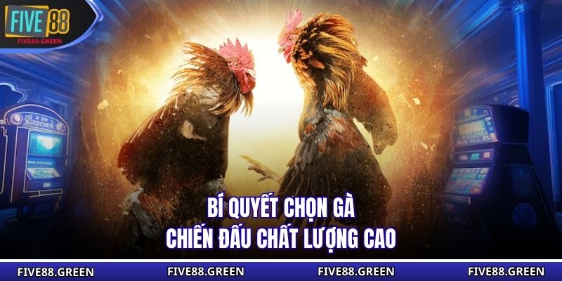 Bí quyết chọn gà chiến đấu chất lượng cao